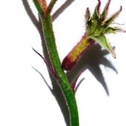 Clarins Extra-Firming Jour Droge Huid- Dagcr Me - 50 Ml 15 Clarins Extra-Firming Jour Droge Huid- Dagcr Me - 50 Ml -L’Oréal Paris SHOP 347x840 2