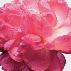 Miss Dior Absolutely Blooming 100 Ml - Eau De Parfum - Damesparfum -L’Oréal Paris SHOP 550x395