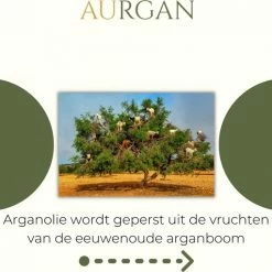 Aurgan.nl Arganolie - 100 Ml - Koudgeperst - 100% Puur En Biologisch - Argan Olie - Herstelt En Voedt De Huid, Haar, Gezicht En Nagels -L’Oréal Paris SHOP 550x511 6