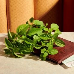 Gucci Guilty Pour Femme Eau De Parfum Intense -L’Oréal Paris SHOP 550x550 560