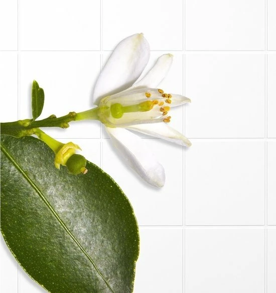 Decleor Aromessence Neroli Bigarade Serum 12 Decleor Aromessence Neroli Bigarade Serum - Afbeelding 12