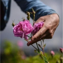 Miss Dior Absolutely Blooming 100 Ml - Eau De Parfum - Damesparfum -L’Oréal Paris SHOP 550x592 1